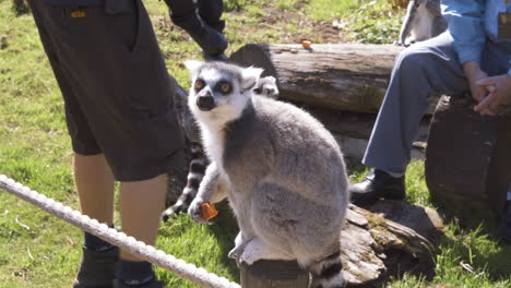 Kattas-Fressen-Früchte,-Während-Touristen-Sie-Bei-Einem-Safari-Spaziergang-Aus-Nächster-Nähe-Bewundern