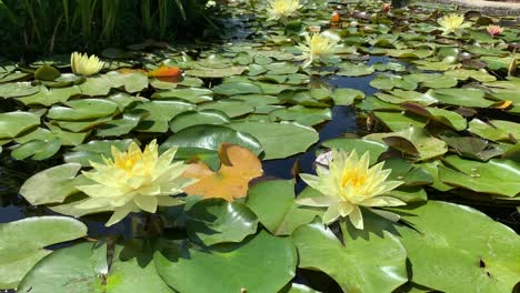 Flor-De-Loto-Amarilla-Flotando-Sobre-Un-Fondo-De-Almohadilla-De-Lirio-Verde-Dentro-De-Las-Misiones-Históricas-De-San-Juan-Capistrano