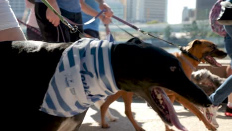 Million-Pfoten-Spazieren,-Hundewanderung-In-Southbank,-Brisbane-2018---Hundepark,-Hundewanderung-Mit-Besitzer---Menschen-Im-öffentlichen-Bereich