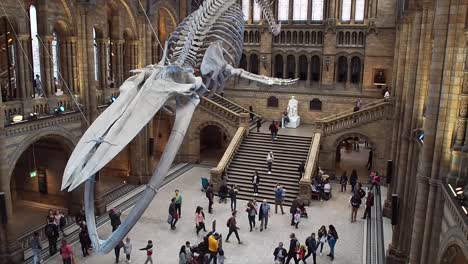 Turistas-Observando-El-Esqueleto-De-Ballena-Azul-En-La-Sala-Principal-Del-Museo-De-Historia-Natural-De-Londres.