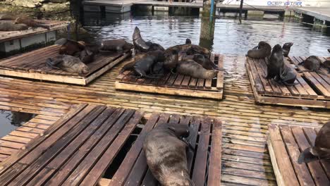 Sea-Lions-in-an-outdoors-habitat-of-Two-Oceans-Public-Zoo-in-Cape-Town,-South-Africa