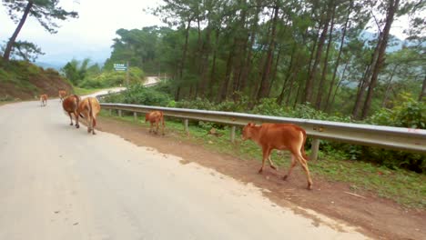 Al-Pasar-Junto-A-Un-Granjero-Vietnamita-Que-Sube-La-Montaña-Con-Su-Ganado-Amarillo-Del-Sur