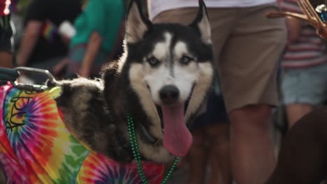 Husky-Caminando-En-El-Desfile-Del-Orgullo-De-River-City-En-Jacksonville,-Fl