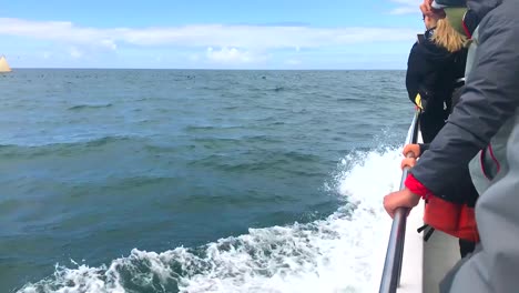 Gente-En-Un-Barco-De-Avistamiento-De-Ballenas-Que-Se-Dirige-A-Ver-Ballenas-Jorobadas-En-Su-Temporada-Alta-De-Migración-En-El-Condado-De-Monterey,-California