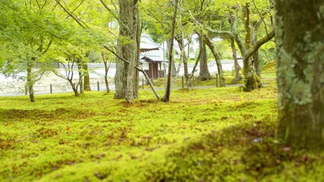 Beautiful-green-Japanese-garden-low-angle,-calm-and-relaxing-wind-blowing-in-Kyoto,-Japan-soft-lighting-slow-motion-4K