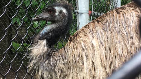 Emu-Abre-Los-Ojos-Cerca-De-La-Valla-Del-Parque,-Primer-Plano,-Parque-Zoológico-Alto