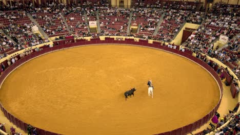 Toro-Persigue-Al-Jinete-En-La-Plaza-De-Toros-Durante-La-Etapa-De-Caballeiro-De-La-Corrida-De-Toros-En-Lisboa,-Portugal