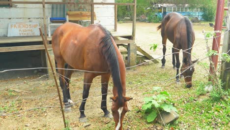 Healthy-strong-thourougbred-horses-are-happy-while-they-are-eating-their-grass