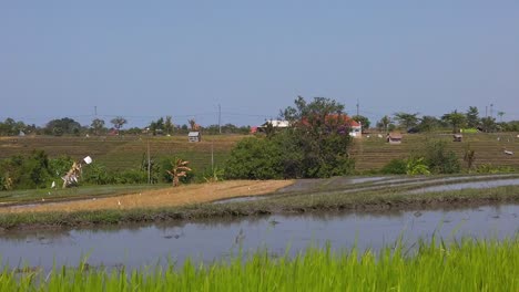 Eine-Pfanne-Eines-Balinesischen-Reisfeldes-An-Einem-Hellen-Sonnigen-Tag-In-Indonesien