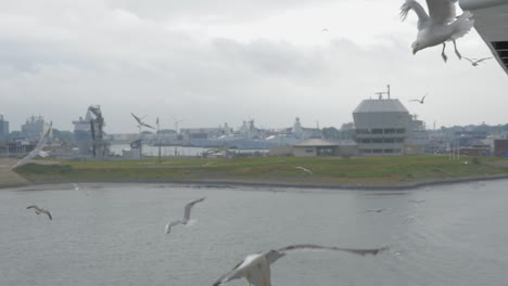 Feeding-Seagulls-on-a-Ferry-in-the-summer