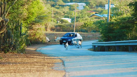 Cabras-Corriendo-Por-La-Carretera-Y-Casi-Siendo-Atropelladas-Por-Un-Auto-En-Curacao---Cámara-Lenta