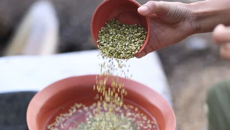 Mung-Verde-Frotando-En-Primer-Plano-De-Cámara-Lenta-De-Agua,-Material-De-Archivo-De-Cocina,-Material-De-Archivo-De-Cocina,-Material-De-Archivo-De-Producto-De-Arcilla