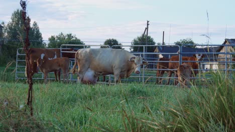 Brown-Cows-And-Offspring-Calves-In-A-Farm-Enclosure-Early-Summer-Morning