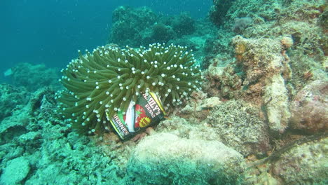 Una-Lata-De-Sardina-Desechada-Se-Sienta-Justo-Al-Lado-De-Un-Coral