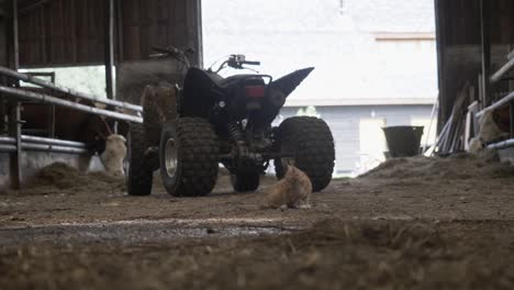 Dentro-De-Un-Granero-Holandés-Moderno,-Con-Quad-Y-Gatito-Juguetón