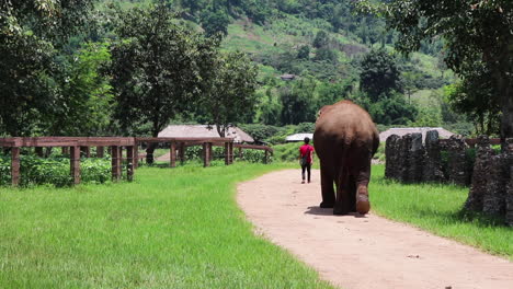 Elefant-Läuft-In-Zeitlupe-Einen-Pfad-Entlang-Und-Folgt-Seinem-Trainer