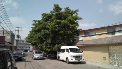 Schöner,-Aber-Einsamer-Baum-Auf-Der-Straße-An-Einem-Sonnigen-Tag