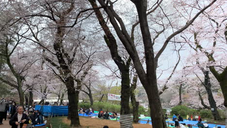 Fiesta-De-Los-Cerezos-En-Flor-De-Hanabi-Y-Gente-En-Un-Picnic-En-El-Parque-Inokashira