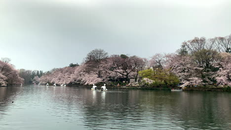 Una-Panorámica-Junto-Al-Lago-Del-Parque-Inokashira-Con-Botes-De-Ganso-Navegando-Alrededor-De-Los-Cerezos-En-Flor