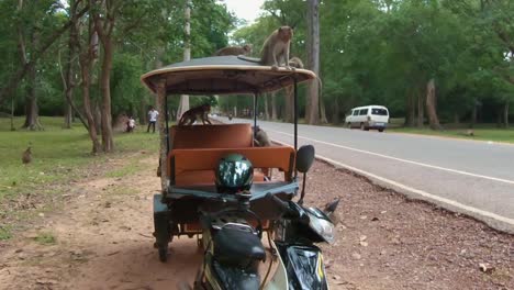 Grupo-De-Monos-Macacos-Investigando-Un-Tuk-Tuk-Cerca-De-Angkor-Wat