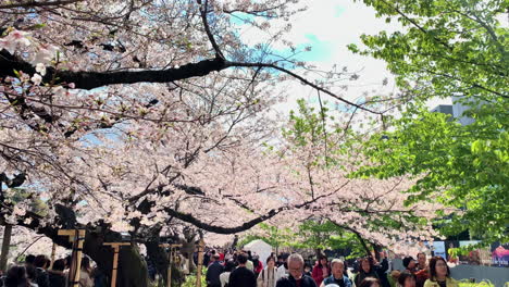 La-Gente-Camina-Y-Toma-Fotos-De-Los-Cerezos-En-Flor-En-El-Parque-Chidorigafuchi