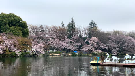 Flores-De-Cerezo-En-Flor-En-La-Orilla-Del-Lago-Del-Parque-Inokashira-Con-Bote-De-Ganso-En-Un-Pequeño-Puerto