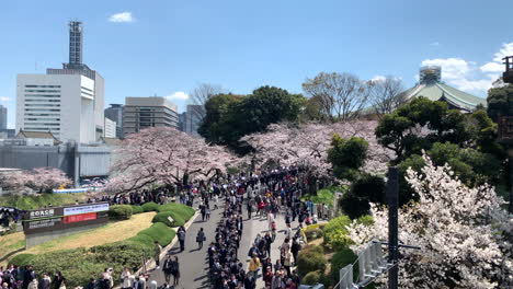 Gente-Haciendo-Cola-Frente-A-La-Entrada-Del-Palacio-Imperial-En-El-Parque-Chidorigafuchi-Con-Flores-De-Cerezo