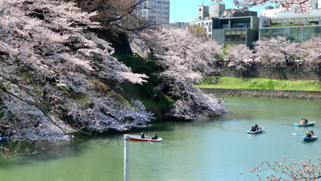 Botes-De-Remos-En-El-Foso-Del-Parque-Chidorigafuchi-Con-Flor-De-Cerezo