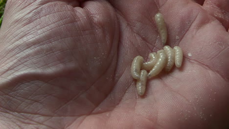 Premium stock video - Maggots fall into an open hand, slow motion