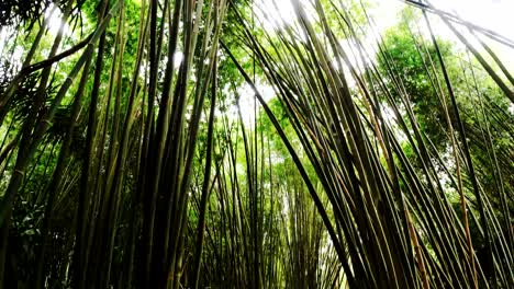 Bosque-De-Bambú-Delgado-En-La-Mañana