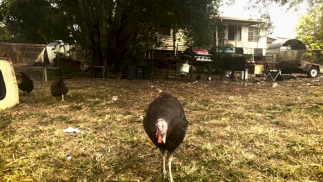 Gran-Pavo-Curioso-Camina-Por-Un-Patio-Trasero-En-Busca-De-Comida