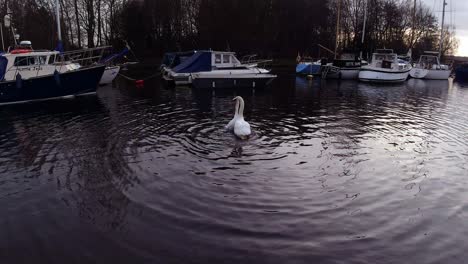 Pair-of-swans-elegant,-intimate-dancing-together-on-British-canal-on-front-of-boats-at-sunrise