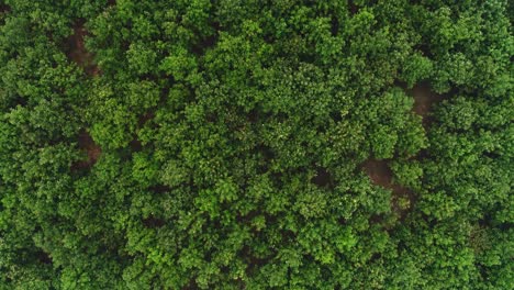 Vista-Superior-De-Drones-De-La-Selva-Tropical-India-Verde-Saludable-En-Una-Zona-Rural-En-Kerela-India,-Día