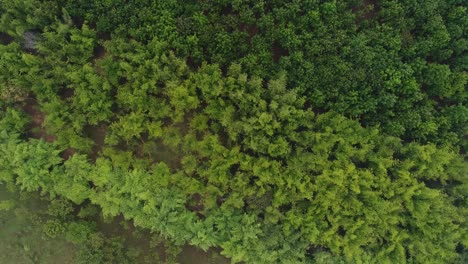 Vista-Aérea-En-Espiral-Del-Majestuoso-Bosque-Verde-En-El-Sur-De-La-India,-Kerela