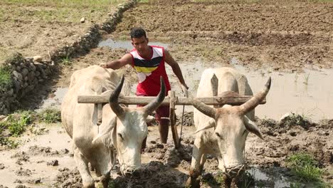 Campo-De-Cultivo-En-El-Himalaya,-Uttarakhand,-India