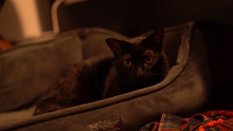 Cute-Cat-sleeping-in-bed