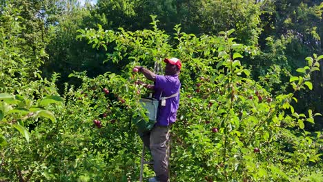 African-American-picking-apples-at-Russel's-Orchard-near-New-Gloucester-Maine-moving-4K