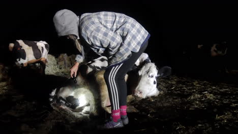 Niña-Comprobando-El-Nacimiento-De-Un-Ternero-Por-La-Noche-A-La-Luz-De-Las-Antorchas