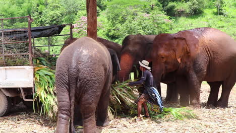 Elephants-eating-their-greens-as-it-gets-pulled-off-a-trailer-in-slow-motion