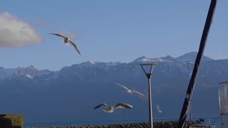 Paquetes-De-Gaviotas-Que-Vienen-A-Aterrizar-En-El-Puerto-De-Lutry-Los-Alpes-En-El-Fondo