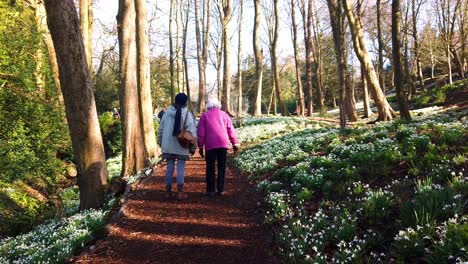 Damen,-Die-Im-Frühling-In-Großbritannien-In-Einem-Wald-Mit-Schneetropfen-Spazieren-Gehen