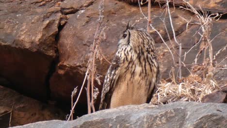 Pájaro-Búho-De-Orejas-Largas.