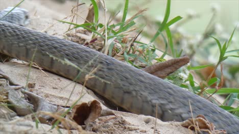 rat-snake-india-rat-snake-india