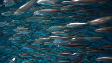 Un-Video-De-Cerca-De-Sardinas-Del-Pacífico-Nadando-Bajo-El-Agua-En-El-Acuario-De-La-Bahía-De-Monterey-En-California