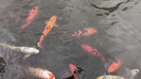 Neugieriger-Coy-Fisch-Im-Chinese-Gardens-Sydney-In-Der-Nähe-Von-Darling-Harbour