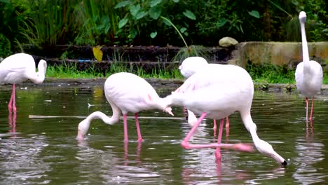 Par-De-Flamencos-Mayores-En-El-Estanque