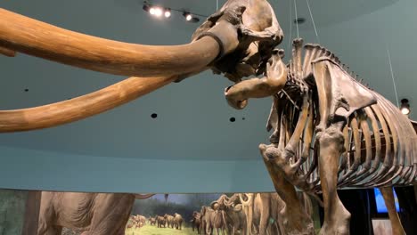 Un-Fósil-De-Mamut-Colombiano-De-Las-Edades-De-Hielo-Actualmente-En-Exhibición-En-El-Museo-Y-Pozos-De-Alquitrán-De-La-Brea-En-Los-ángeles