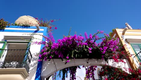 Bunte-Blumen-Auf-Der-Straße-Mogán