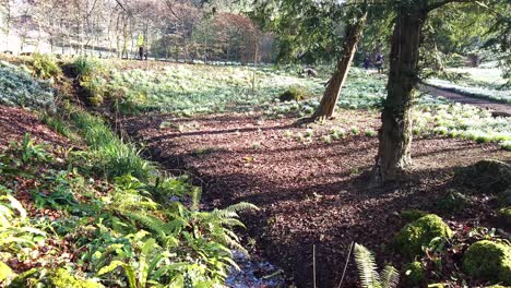 Snow-drops-in-a-woodland-setting-in-Springtime-UK