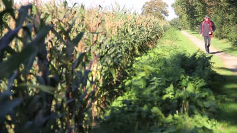 Man-jogging-near-cornfield